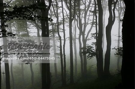 Misty green forest.