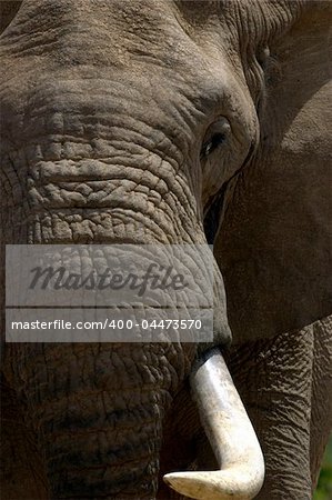 Elephant Bull in Musth