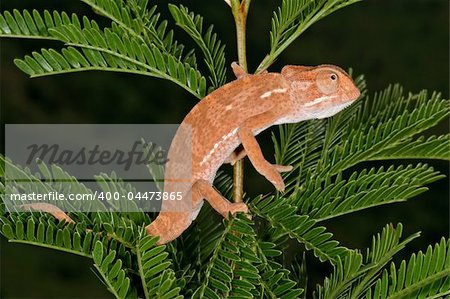 Chameleon on the leaves of an African Acacia tree, South Africa