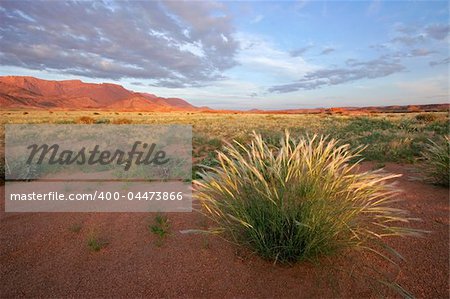 Grassland landscape at sunrise, Brandberg mountain, Namibia