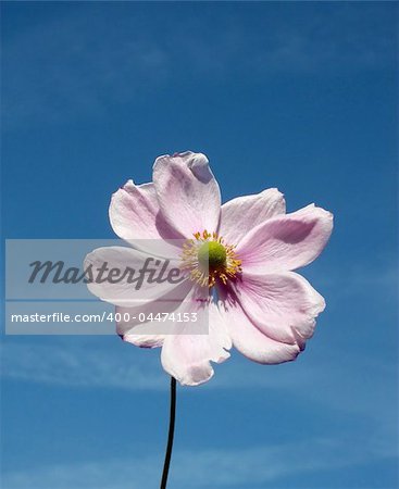 A image of a Japanese Anemone flower with a sky background.