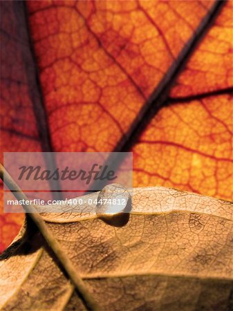 A macro shot of a water droplet on some leaves.