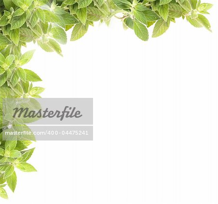 natural fresh herb  background from the mint