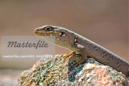 a small skink is perched and getting warm on a rock