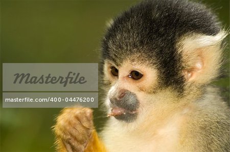 Squirrel monkey eating from a small leave.
