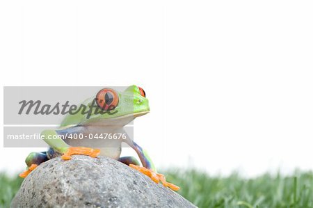 red-eyed tree frog (Agalychnis callidryas) on a rock with grass, closeup isolated on white