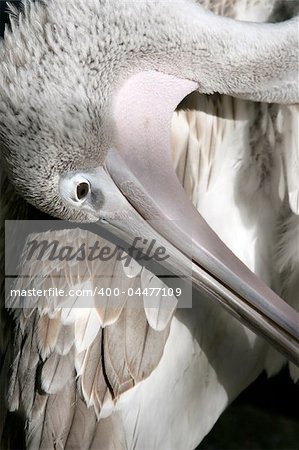 closeup of a pelican