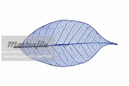 Single skeleton leaf isolated on white background