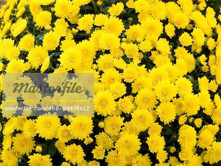 Yellow chrysanthemums, merry, gold flowers, decoration of any holiday