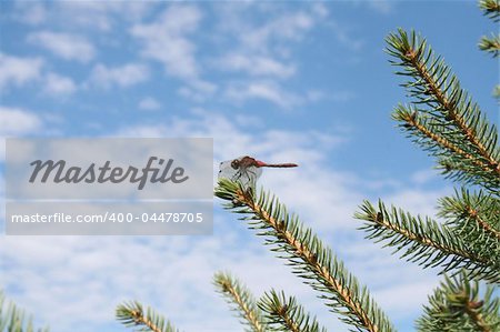 A  Cherry-faced Meadowhawk  dragonfly  sitting on a pine branch.