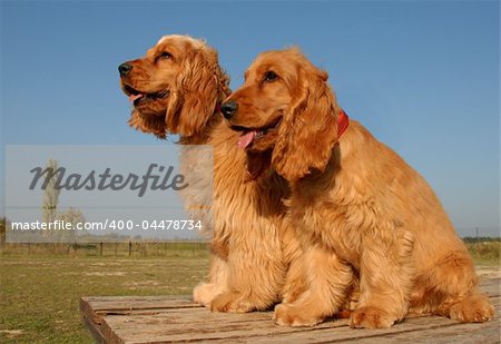 purebred english cocker: cute hunting dogs