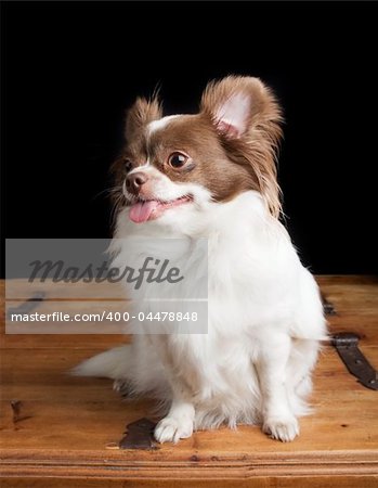 A chihuahua posing for the camera