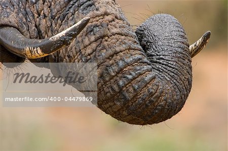 Muddy elephant trunk curled over its tusk