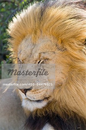 Majestic Male Lion resting in the sun