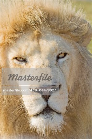 Close up headshot of a Male White Lion