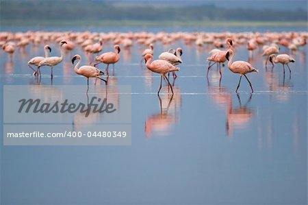 Flamingos at Nakuru Lake, Kenya.