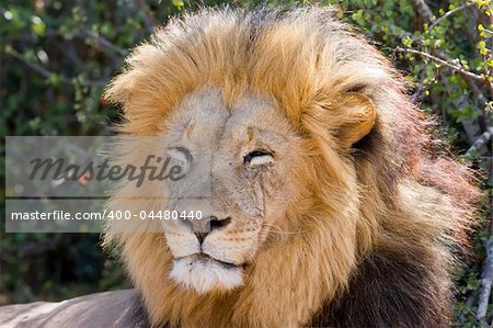 Majestic Male Lion resting in the sun