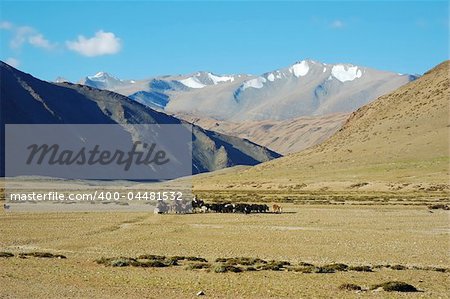Himalayan nomads populations, along Leh-Manali road, Ladakh, India
