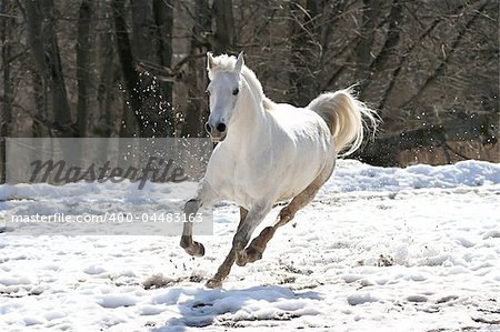 Skipping white horse on a background of a wood