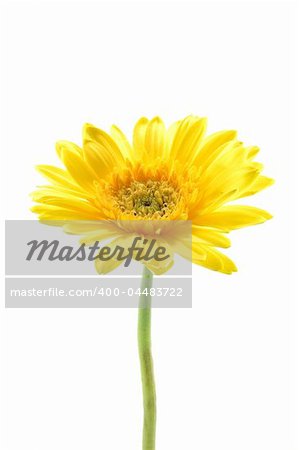 Yellow gerber daisy in isolated white