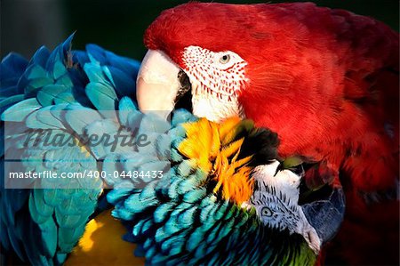 Red Green Winged Macaw and Blue and Gold Macaw Playing with a Love Bite