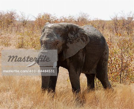 An African Elephant