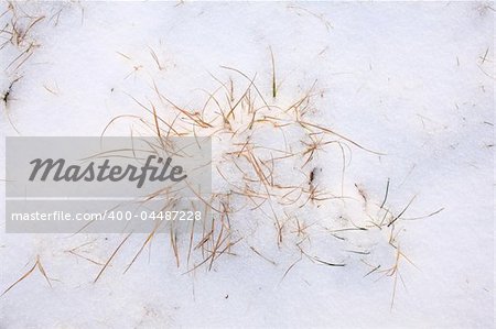 blades of grass protruding from snow