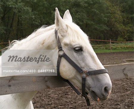 Head of a horse on a background of trees