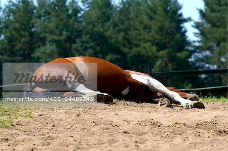 sleeping horse