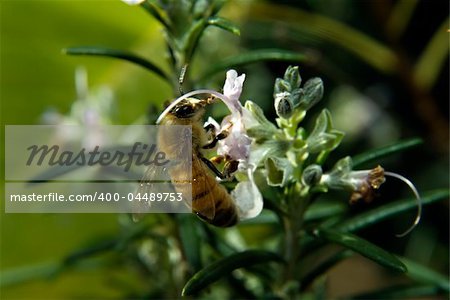 closeup of a Bee on Rosemary flower