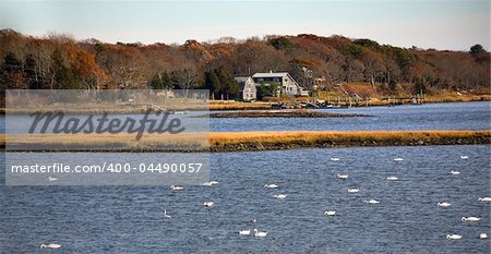 Snow Geese and Swans in Russells Mills River, Dartmouth, Massachusetts