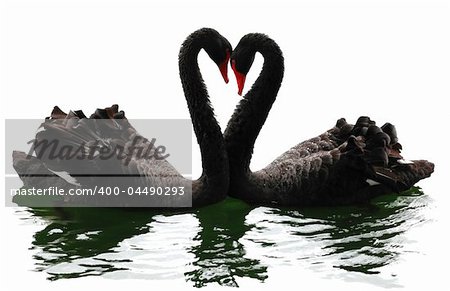 Black swans heart. Isolated over white. Valentine series.