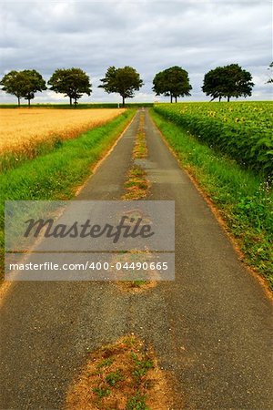 Road in rural France with wheat and sunflower fields