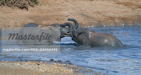 African elephants playing a game of dominance in the water