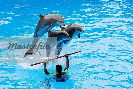 The instructor with his three jumping dolphins