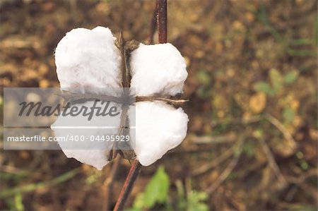 The boll of a cotton plant in a field.