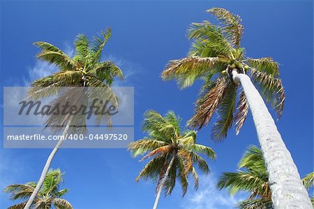 Giant palm trees on a deserted tropical beach