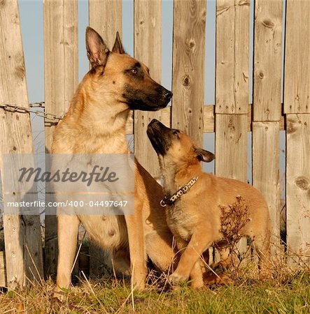 puppy and mother purebred belgian shepherd malinois