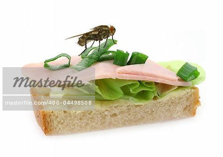 home fly sitting on delicious ham sandwich