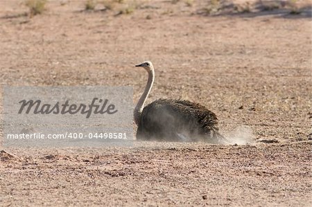 Female ostrich having a dust bath in the kalahari