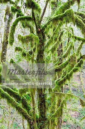A moss covered tree in the Northwest woods