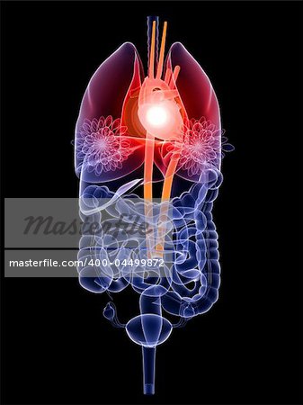 3d rendered anatomy illustration of female organs with a heartbeat