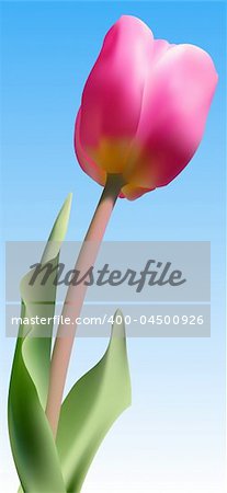 Vector - Realistic fresh pink tulip against blue sky using gradient mesh.