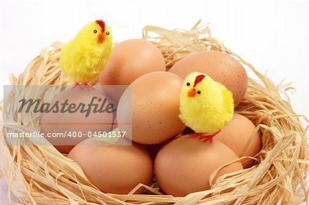 Easter chicks in the nest on white background