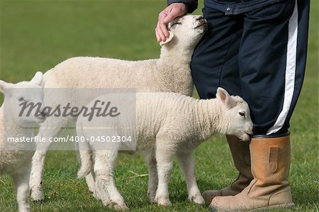 Spring lambs gathered next to the lower body of a farmer with one lamb trying to eat the farmers boot and the other being stroked by the hand of the farmer. Third lamb standing nearby is out of focus.