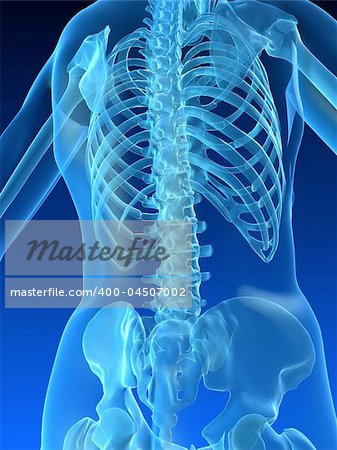 3d rendered anatomy illustration of a human skeletal back