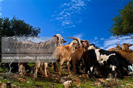 a group of young goats in the pasture