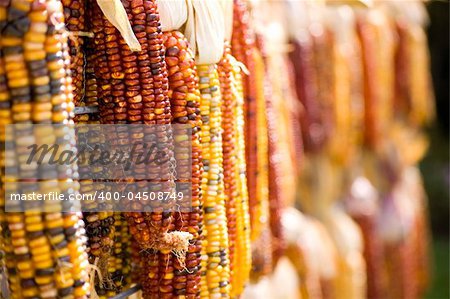 Closeup of colorful Indian Corn hanging to dry.