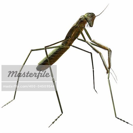 3D Render of an Mantis