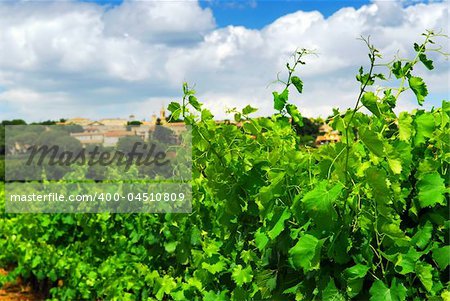 Rows of green vines in a vineyard in rural southern France